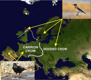 Hooded crows and all black carrion crows are two species with a clear-cut hybrid zone. ©Cruithne9