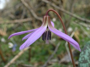 Erythronium dens-canis L. – a rare and threatened species used for modelling in Switzerland. ©Michael Nobis