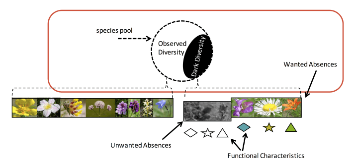 Understanding the inter-play between an invasible community and invading species requires an understanding of the community’s dark diversity. © Rob Lewis 