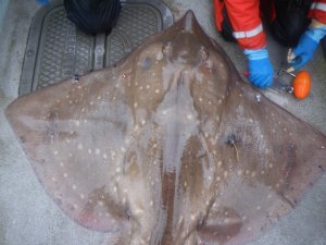 One of the tagged flapper skates showing the three different kinds of tags. ©Cecilia Pinto