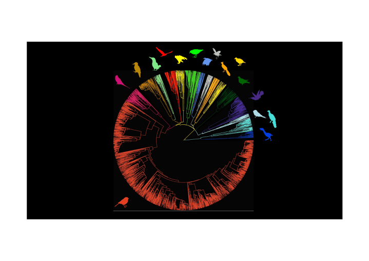 birds_phylog