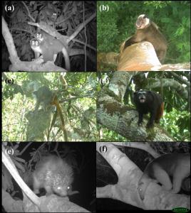 Meet the locals: (a) Aotus nigriceps adults and infant, (b) Sapajus apella, (c) Saguinus imperator with two infants, (d) Saguinus fuscicollis, (e) Coendou ichillus, and (f) Tamandua tetradactyla, all cropped to better illustrate animals.