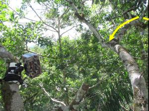 The path captured by the camera.