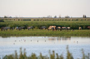 The Oostvaardersplassenis a nature reserve where Rewilding was initiated from 1983 with the introduction of free-ranging Heck cattle, Konik horses and red deer. The site provided the ideal settings to collect sediment samples and herbivores densities for our recent Methods paper. ©EM Kintzel, I Van Stokkum