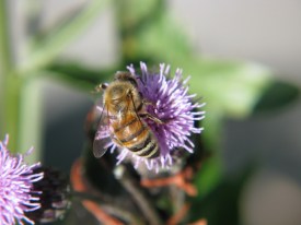 Image from the Canon PowerShot camera with CHDK script ‘Motion Detect Plus’. The thistle flower being visited by ♀ honeybee Apis mellifera L.