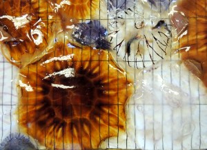 ©Katie St John Glew