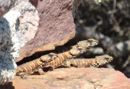 Lizards, such as these South African armadillo lizards, serve an important role as model organisms for various ecological and evolutionary studies. © Chris Broeckhoven