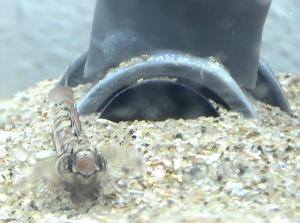 A painted goby in front of his nest ©K. de Jong