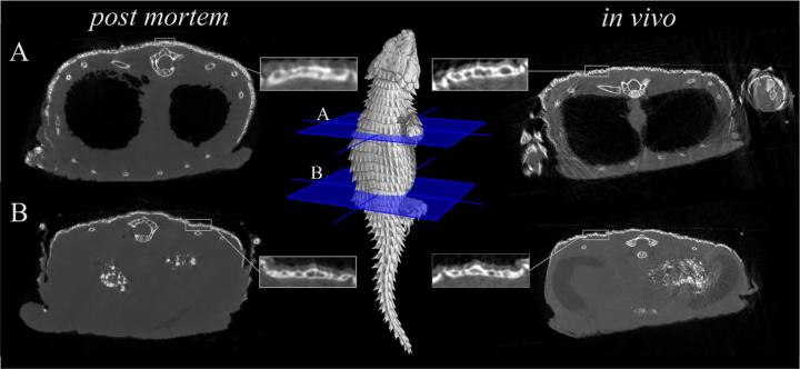 Visual comparison of image quality between a post-mortem scan using a museum specimen and an in vivo scan using a live specimen. Correct immobilization during in vivo µCT scanning produces images of comparable quality to those obtained post-mortem.