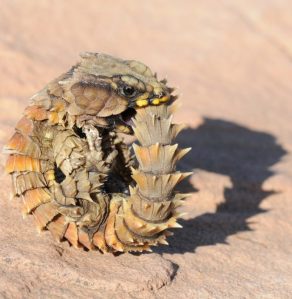 Armadillo lizard displaying defensive tail-biting behaviour. © P. le Fras N. Mouton.