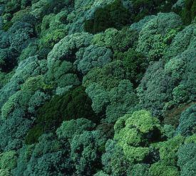 Like an X-ray, airborne LiDAR allows you to peer through the dense canopy, revealing the structure of the forest beneath. ©Robert Kerton, CSIRO