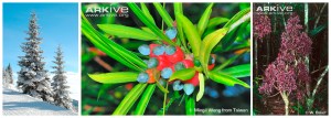 Conifer diversity. Classic Christmas tree style conifers in the snow; a broadleaved, tropical podocarp (© Ming-I Weng); the only parasitic gymnosperm, Parasitaxus usta (©W. Baker).