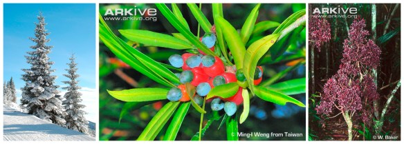 Conifer diversity. Classic Christmas tree style conifers in the snow; a broadleaved, tropical podocarp (© Ming-I Weng); the only parasitic gymnosperm, Parasitaxus usta (©W. Baker).