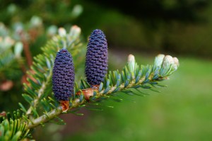 Do the Christmas trees Norway spruce and Nordmann fir share the same evolutionary fate? (Images show immature female cones.)