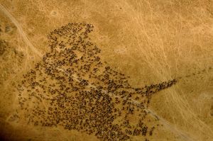 Wildebeest migrating in the Masa Mara, Kenya ©T. R. Shankar Raman