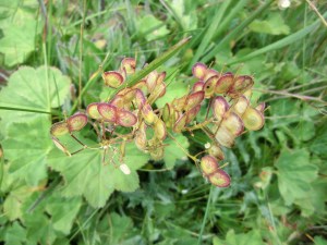 The buckler mustard grows on the ridge of “Les Rochers-de-Naye” in the Swiss Alps, close to lake Geneva.