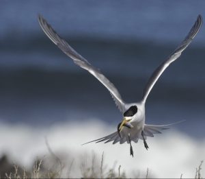 crested-tern-carrying-a-gaper