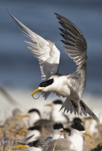 crested-terns-carrying-a-long-snout-pipefish