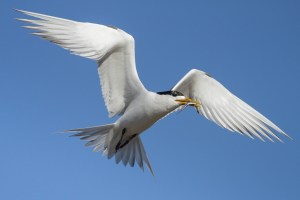 crested-terns-carrying-an-anchovy-1