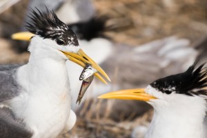 crested-terns-carrying-an-anchovy-3