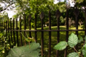 Speckled Bush-cricket © Tom Housley 