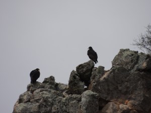 Verreaux’s eagles intersperse their flights with periods of perching, which can be detected by low values of acceleration. Eagles like to perch on rocky outcrops and are usually found together. Both perching and flying behaviours persist for periods of time, e.g. birds can perch for 10min between flights of 45min, and this is explicitly taken into account by virtue of the structure of HMMs. (© Megan Murgatroyd)