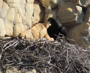 Large stick nests are built on cliffs or rocky outcrops and are used for successive years. Especially during nest building and incubation, birds can spend quite a bit of time walking around on the nest, this is the type of behaviour that is likely captured by the low activity state described in the paper. (© Megan Murgatroyd)