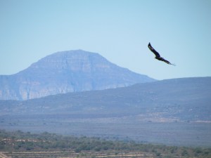 A Verreaux’s eagle seen here soaring in its typical habitat. Updrafts on cliff faces likely aid soaring flight. Away from cliffs eagles rely on thermal lift to achieve low cost flights. We found that birds were more likely to remain in an active state at higher wind speeds, which are known to aid soaring flight especially over ridges. (© Megan Murgatroyd)