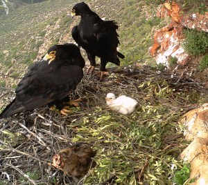 Verreaux’s eagles lay one to two eggs but only raise one chick. These are normally hatch during mid-winter and stay on the nest for around 90 days. The parents provision the chick during this time, delivering prey to the nest. Rock hyrax is a frequent item on the menu, as seen here. Having concurred data from accelerometers and nest cameras for the same bird could allow for activity level to be linked to successful prey acquisition or prey type. (Photo taken by a nest camera installed as part of the Black Eagle Project, Megan Murgatroyd)
