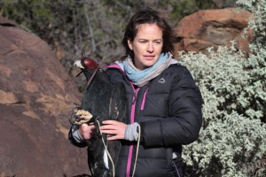 Megan Murgatroyd equipping an eagle with a UvA-BiTS tag used to collect the data presented in our paper. These tags collect high-resolution GPS locations, altitude and three-axis acceleration data. They are able to collect large volumes of data because information is downloaded to a ground station rather than being transmitted via satellite. (© Gareth Tate)