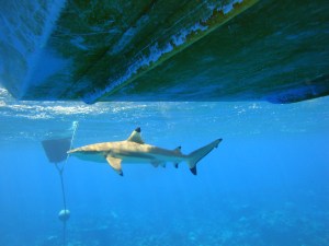 A blacktip reef shark swims around our research boat at Palmyra atoll. In total, we received accelerometer data from four blacktip reef sharks. We calculated overall dynamic body acceleration and used this metric as a proxy for general activity levels. The hidden Markov model was able to distinguish between high level and low level activity, allowing us to understand when the shark was more active! (© Yannis P Papastamatiou)