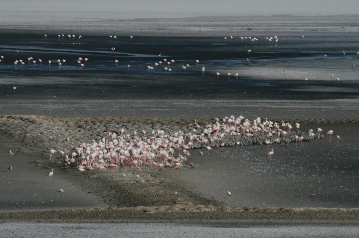 Greater flamingo colony in Fuente de Piedra southern Spain.