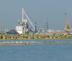 Wetlands tend to accumulate considerable anthropogenic pollution.