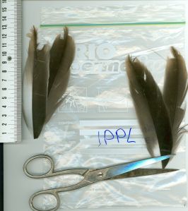 Bird feather samples can be used to monitor bioaccumulation of trace element concentrations