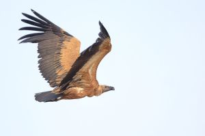 Beautiful vultures like this are under threat throughout the world as a result of anti-inflammatory medicine given to domestic cattle. ©Deepak sankat