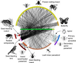 Revised from Pocock et al 2012 and used in this format in Bohan et al 2013
