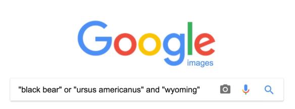 Our search phrases included the common and scientific name of the species, as well as a location-specific term