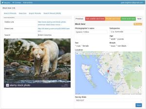 Screenshot of the Morphic web application, showing an image result of a Kermode bear from Google Images and some of the fields of the completed associated survey form for the black bear case study.