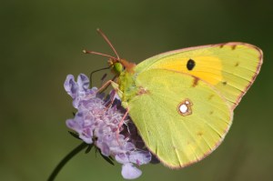 luisa-carvalheiro-butterfly