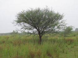 Prosopis juliflora