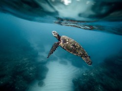 Turtle underwater. ©Jeremy Bishop