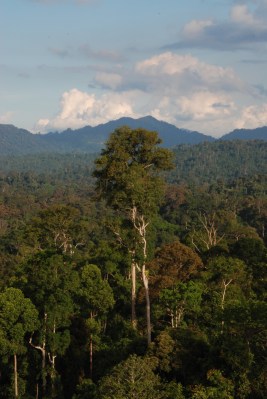 View of the selectively-logged forest from canopy level.