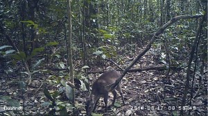 A Maxwell's duiker photographed using a camera trap. Marie-Lyne Després-Einspenner