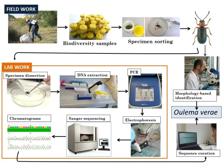 Biodiversity assessment based on morphological identification and/or Sanger sequencing (“The one-by-one approach”)