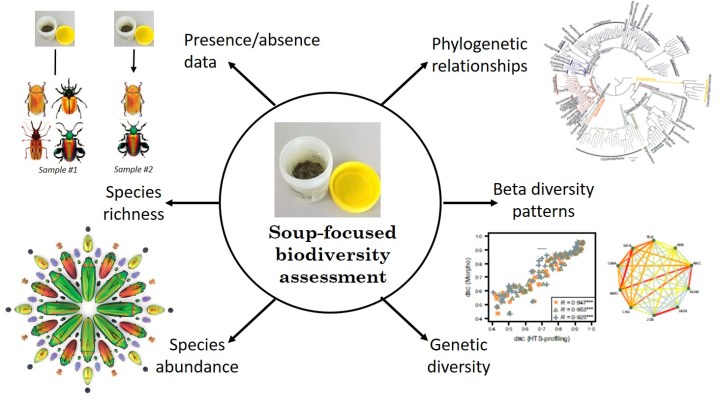 Biodiversity attributes and analyses that can be assessed following the “soup-based” (or sample-by-sample) approach (as in Gómez-Rodríguez et al. 2015, 2017). Beetle artwork © Christopher Marley.