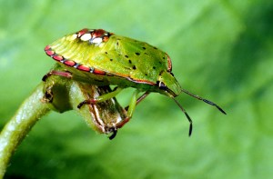 Green vegetable bug nymph (Nezara viridula). ©John Marris. Lincoln University.