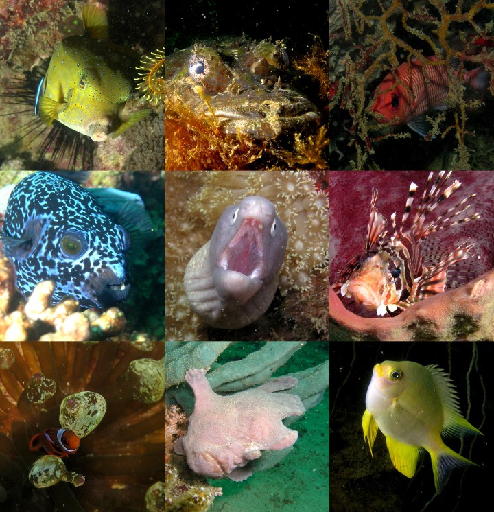 Coral reef fishes from the Tunku Abdul Rahman Marine Park in the South China Sea, off Sabah in Malaysian Borneo. ©Ditch Townsend