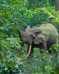 Forest elephant in Gabon