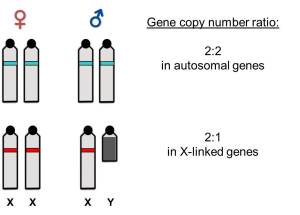 In lineages with differentiated sex chromosomes, males and females differ in number of copies of genes linked to sex chromosomes (illustrated in red color). These differences can be quantified in DNA samples and used for molecular sexing.