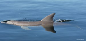 Individual recognition of a bottlenose dolphin using the dorsal fin shape.